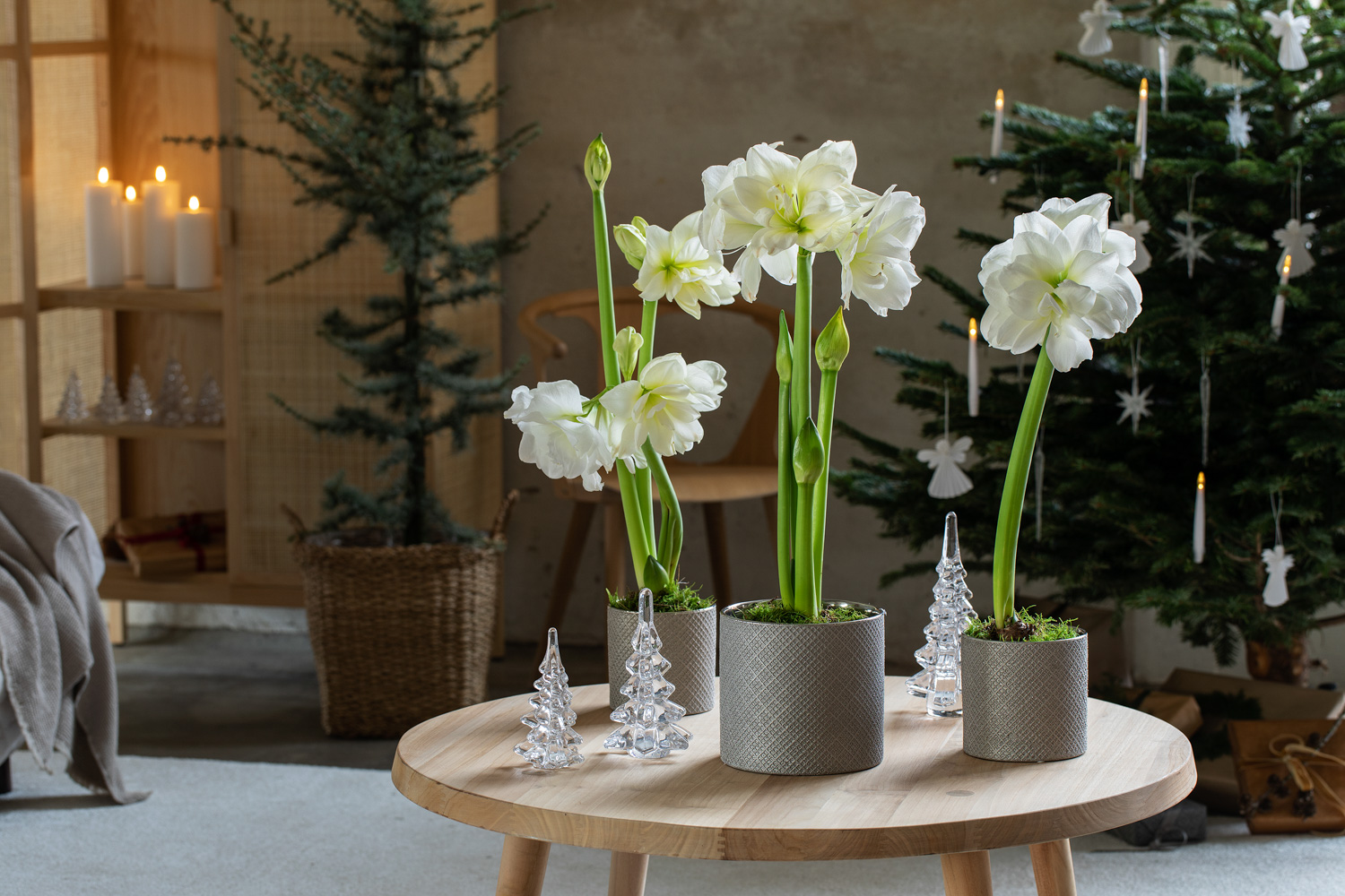 Hvite amaryllis l&oslash;k i potte